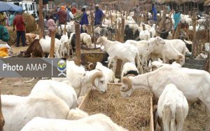 Sur le marché, les moutons sont vendus très souvent entre 75.000 Fcfa et 200.000 Fcfa