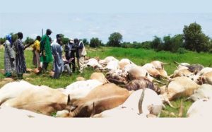 Kayes : La foudre tue 61 bœufs à Ségala