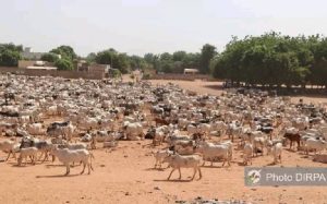 Mali : L'Armée récupère 1.600 têtes de bœufs aux terroristes à Ladjiwèrè (Markala)
